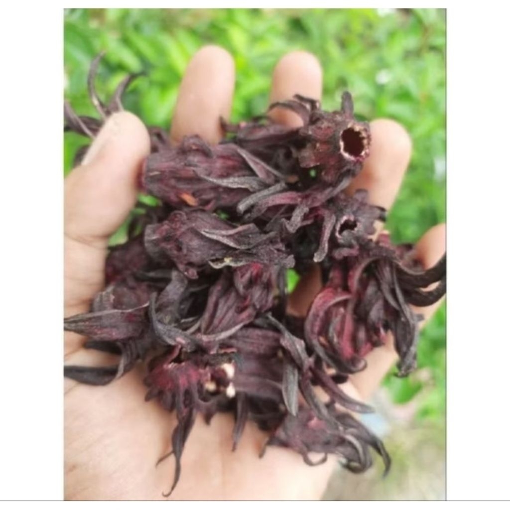 

1 Kg Bunga Rosela Ungu Kualitas super panen baru langsung dr petani