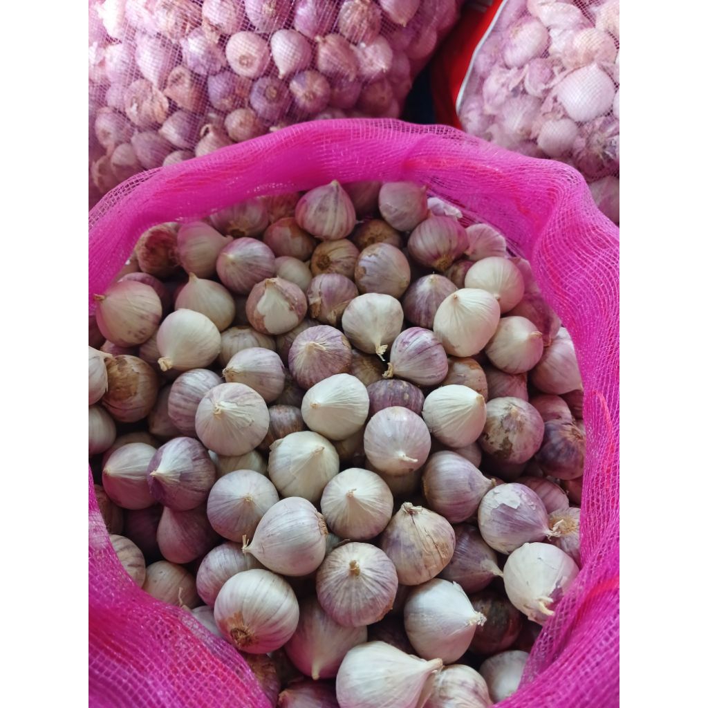 

Bawang putih tunggal 500 gram BESAR