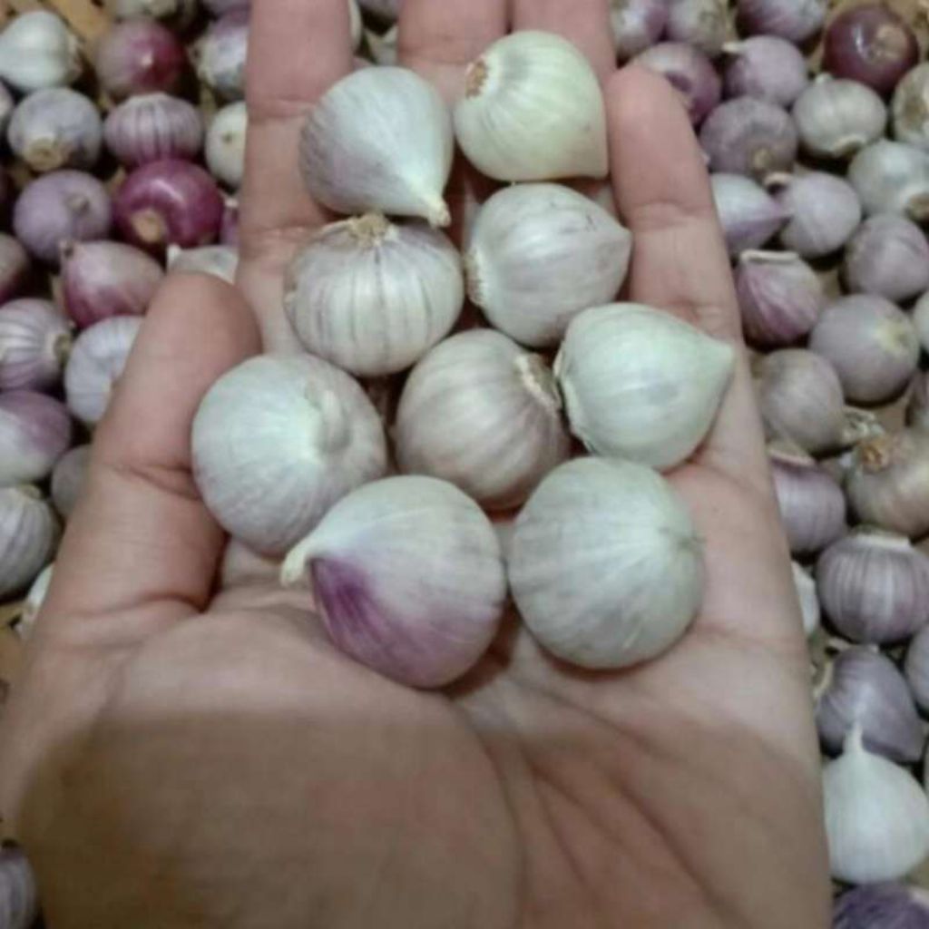 

BAWANG PUTIH LANANG TUNGGAL (Ukuran Sedang)/BAWANG LANANG OBAT HERBAL