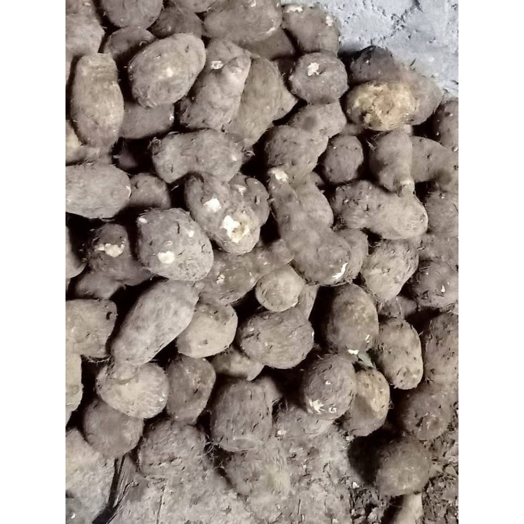 

muraaah 1kg ubi talas kimpul fresh cenit cenit langsung dari kebun Kualitas