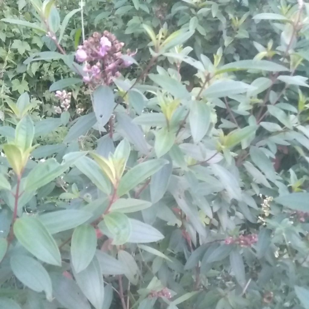 

500 Grm DAUN SANGGANI SEGAR OBAT HERBAL