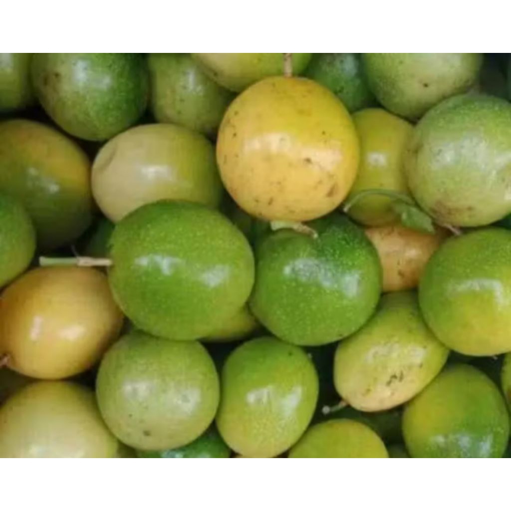 

buah Marisa hijau 1kg/