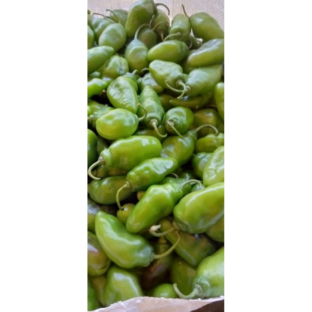 

cabe gendot murah dan segar kemsan 500 gram