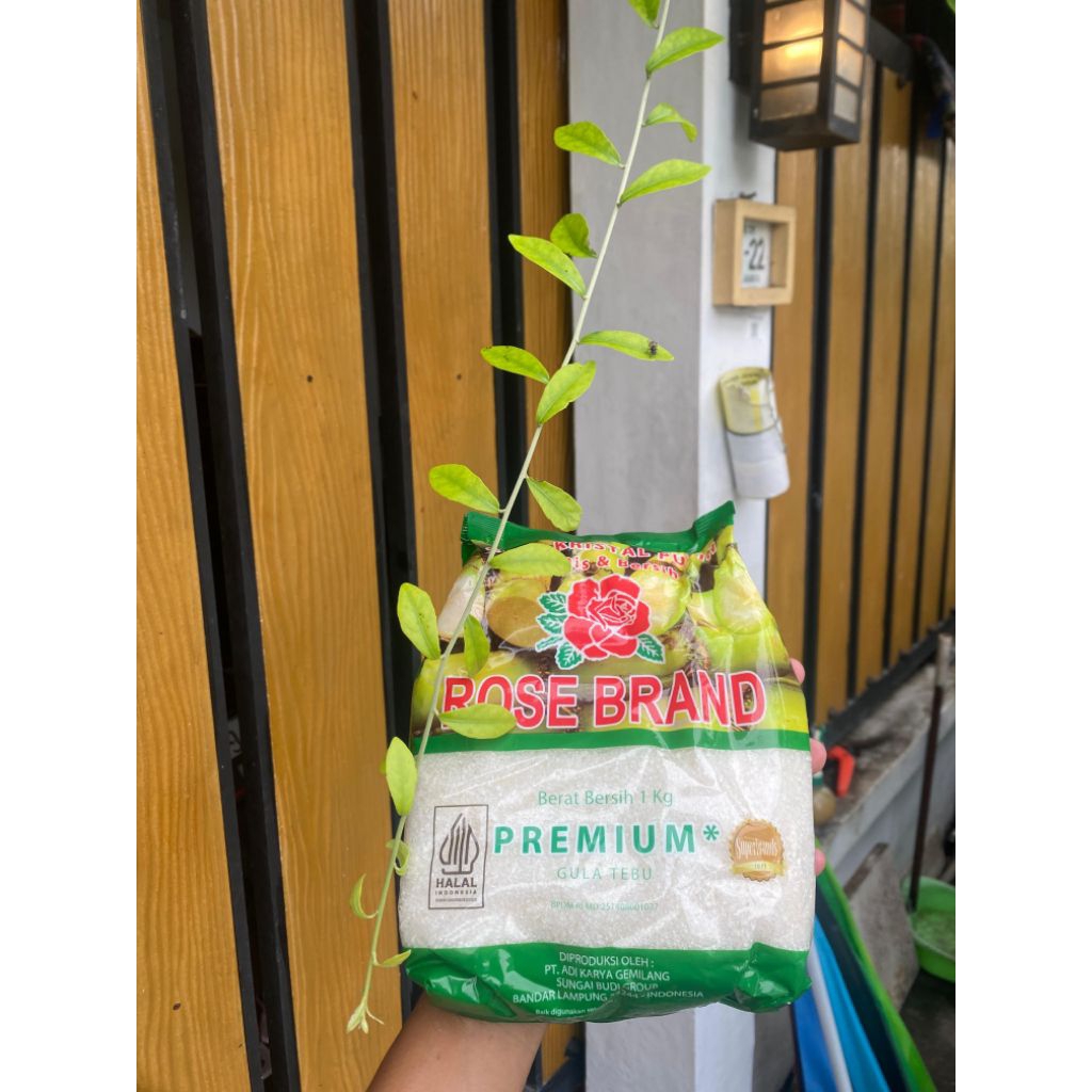 

Gula Pasir Rosebrand Hijau 1kg Asli dan Termurah