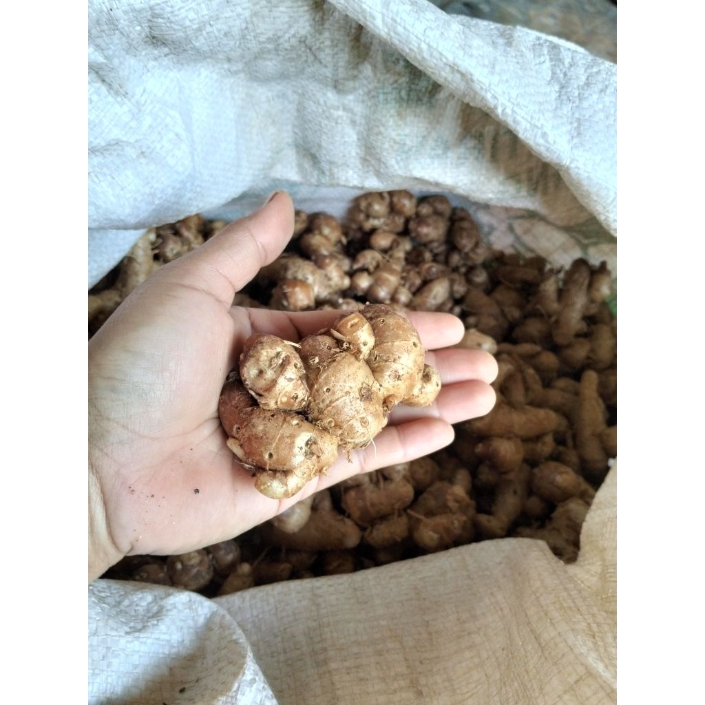 

kencur segar 250g/kencur Boyolali kencur Fress/ bumbu seblak dan masakan