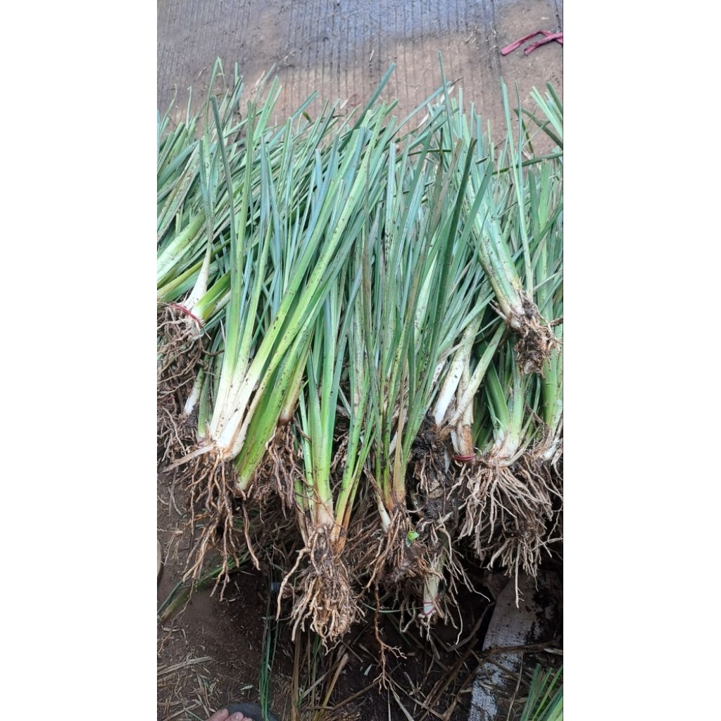 Rumput Vetiver Bibit Rumput Vetiver Akar Wangi Tanaman Pencegah Erosi Tanah Penjaga Longsor Pusat Ru