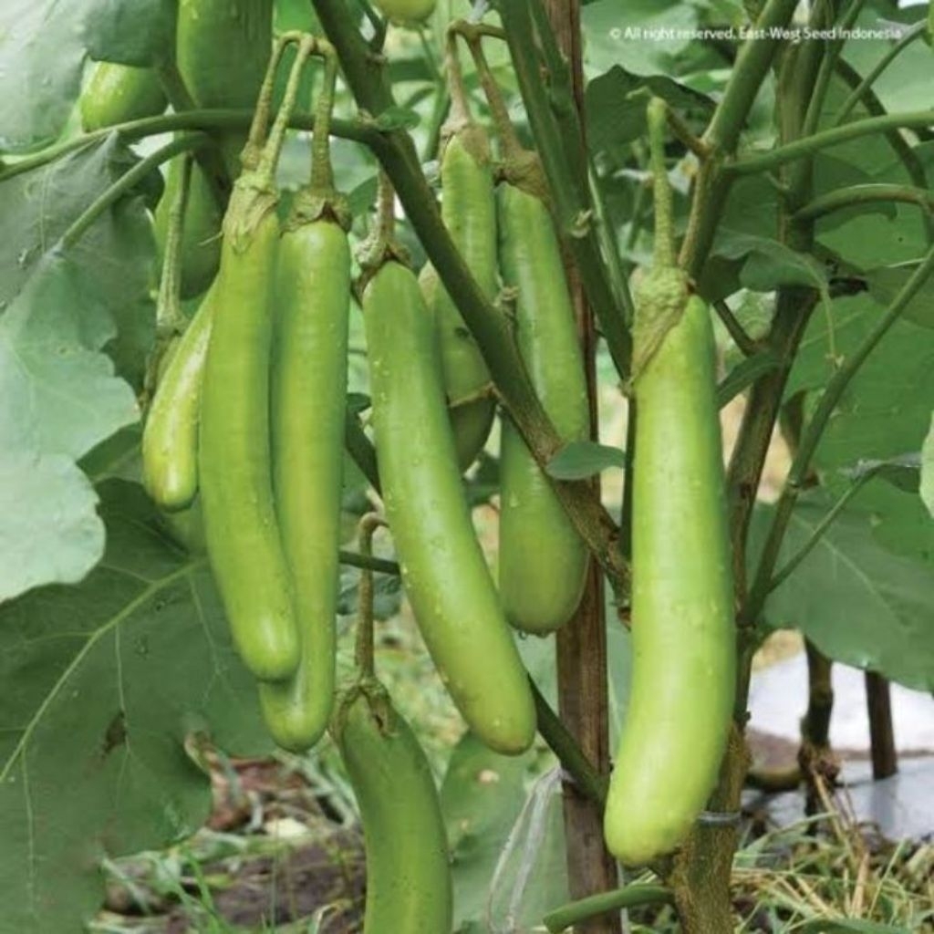 

Terong Hijau Segar 500gr — Untuk Tumisan, Lodeh, Sambal!