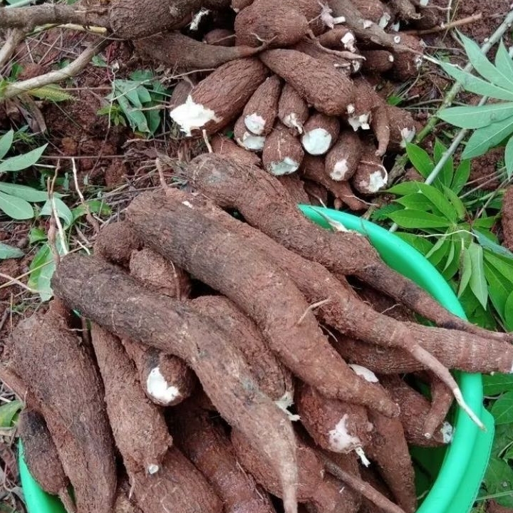 

SINGKONG SEGAR 500 GRAM