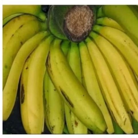 

pisang ambon 1 kg mentah