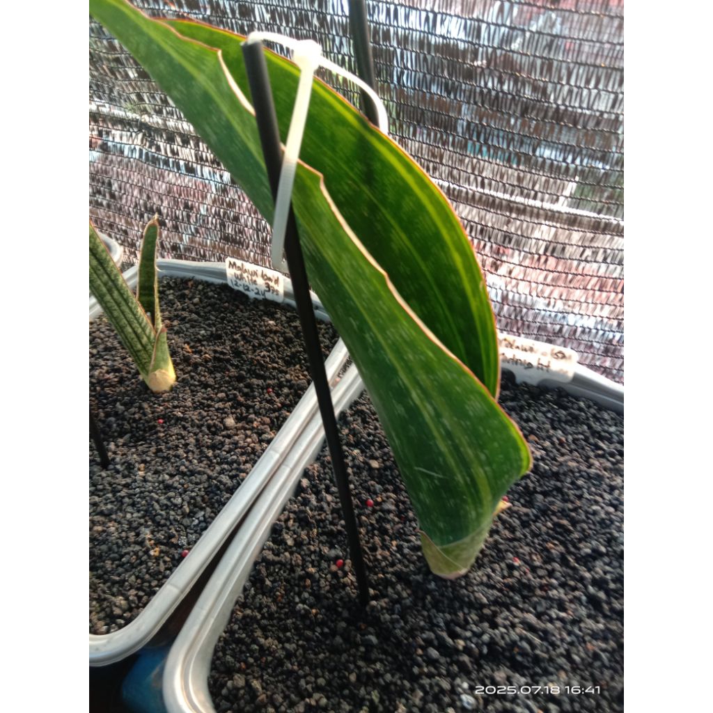 sansevieria malawi midnight variegata / tanaman hias lidah mertua / tanaman sekulen / tanaman kaktus