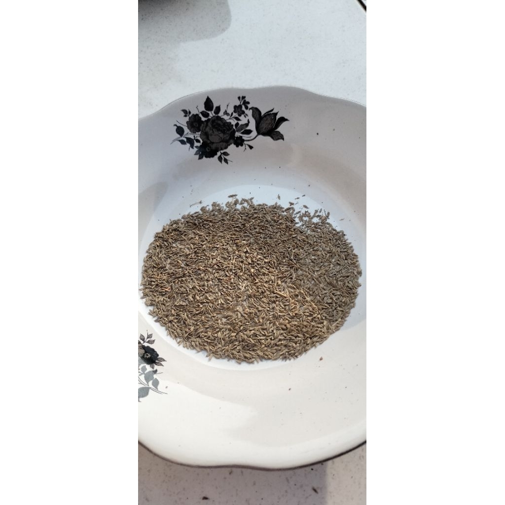 Adelonz Benih Selada Sementel F2/Benih Selada Hidroponik/Benih Selada Kriting