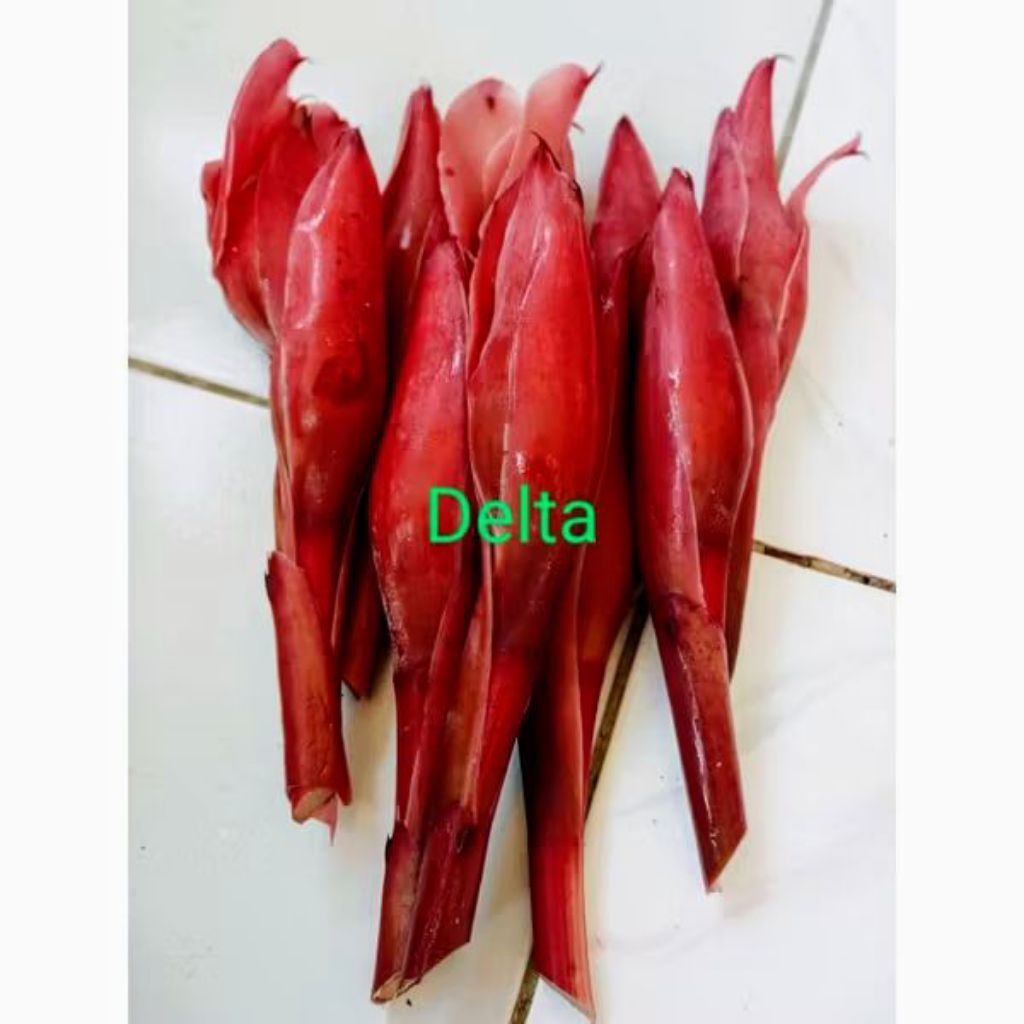 

kecombrang kuncup ukuran besar