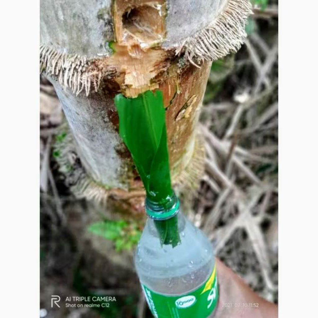 

air pohon bambu petung air pohon bambu herbal