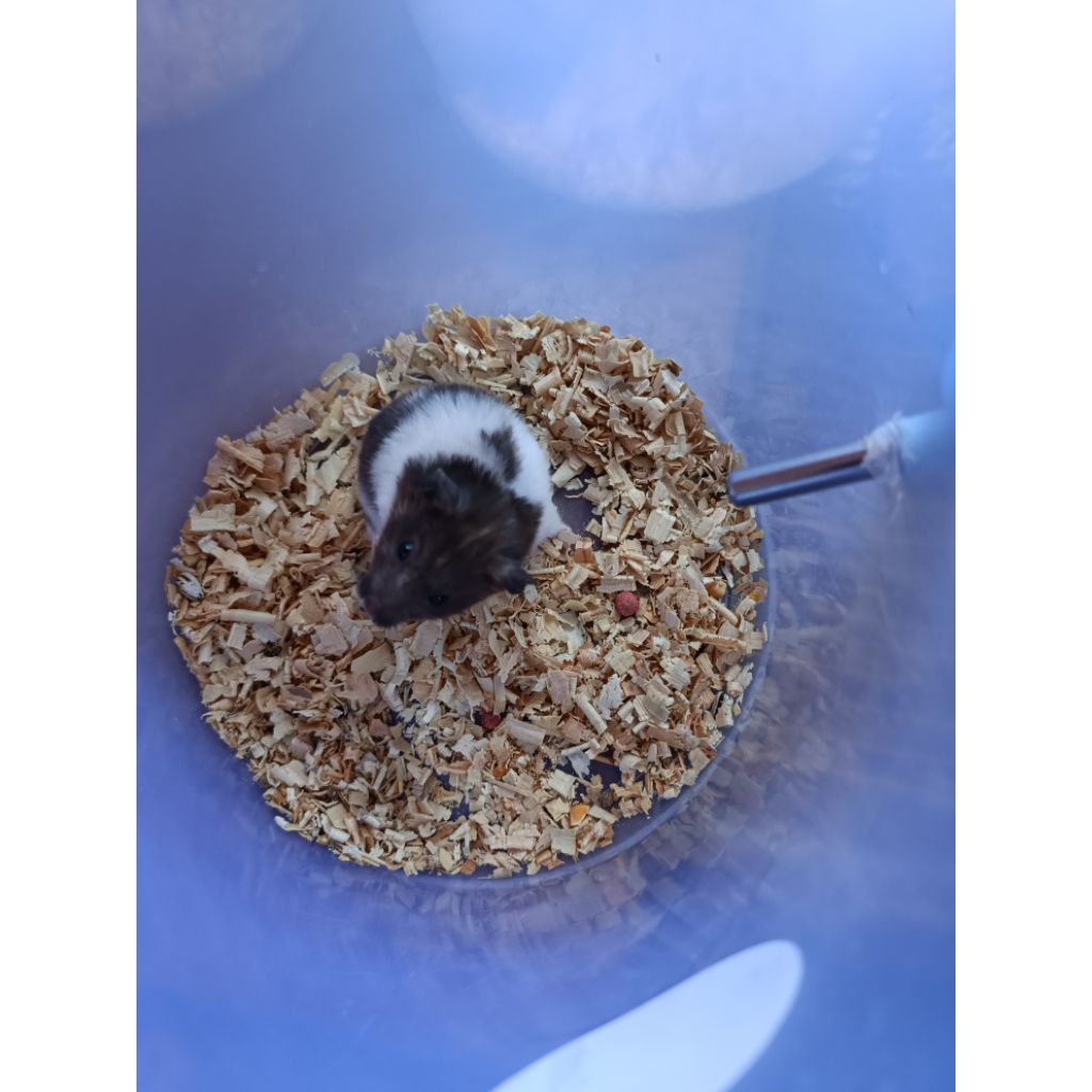Hamster Syrian Betina