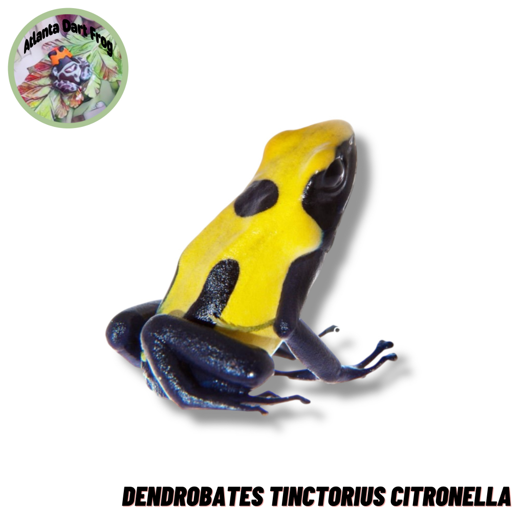 Dart Frog / Katak Panah Dendrobates Tinctorius Citronella