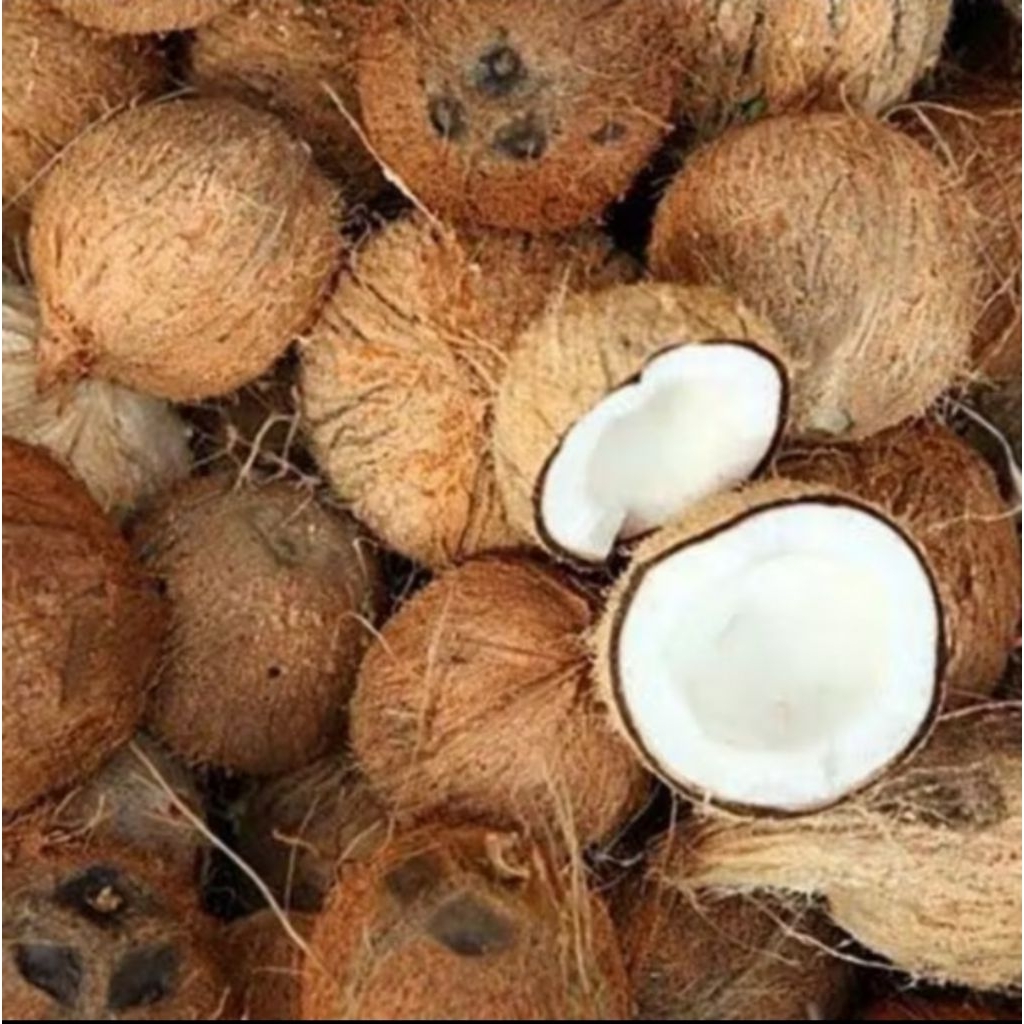 

kelapa tua buat santan per 1 butir sudah di kupas dari kapas