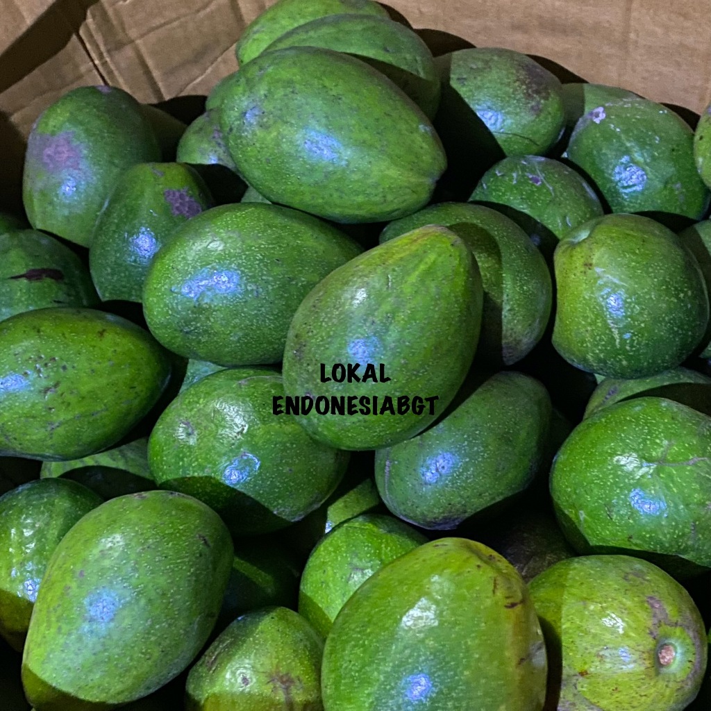 

ALPUKAT MENTEGA SEGAR LOKAL SUPER ISI 2-3 BUAH BERGARANSI