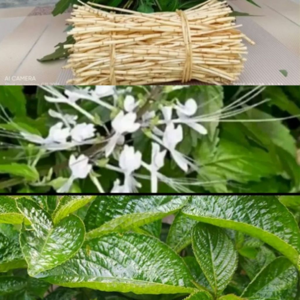 

Paket Komplit Segar 50gram Kumis kucing/ 50gram Keji Beling/50gram Akar Alang Alang