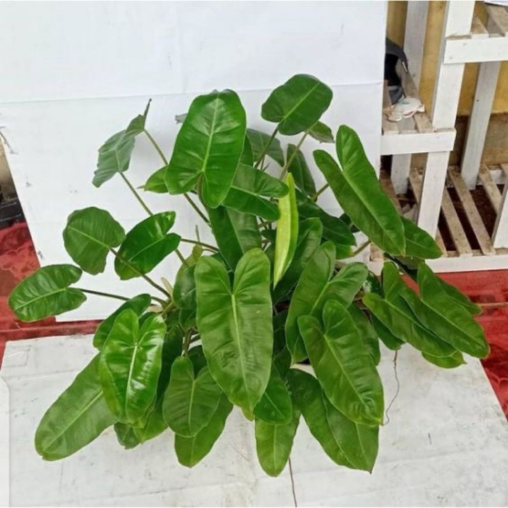 tanaman hias brekele - philo brekele - philodendron brekele
