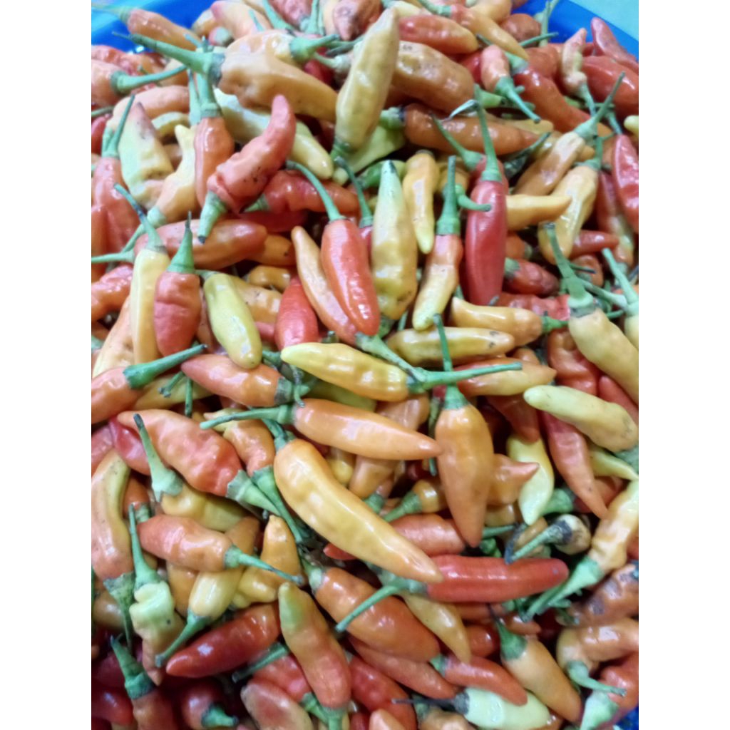 

cabai merah ORI lokal super pedas