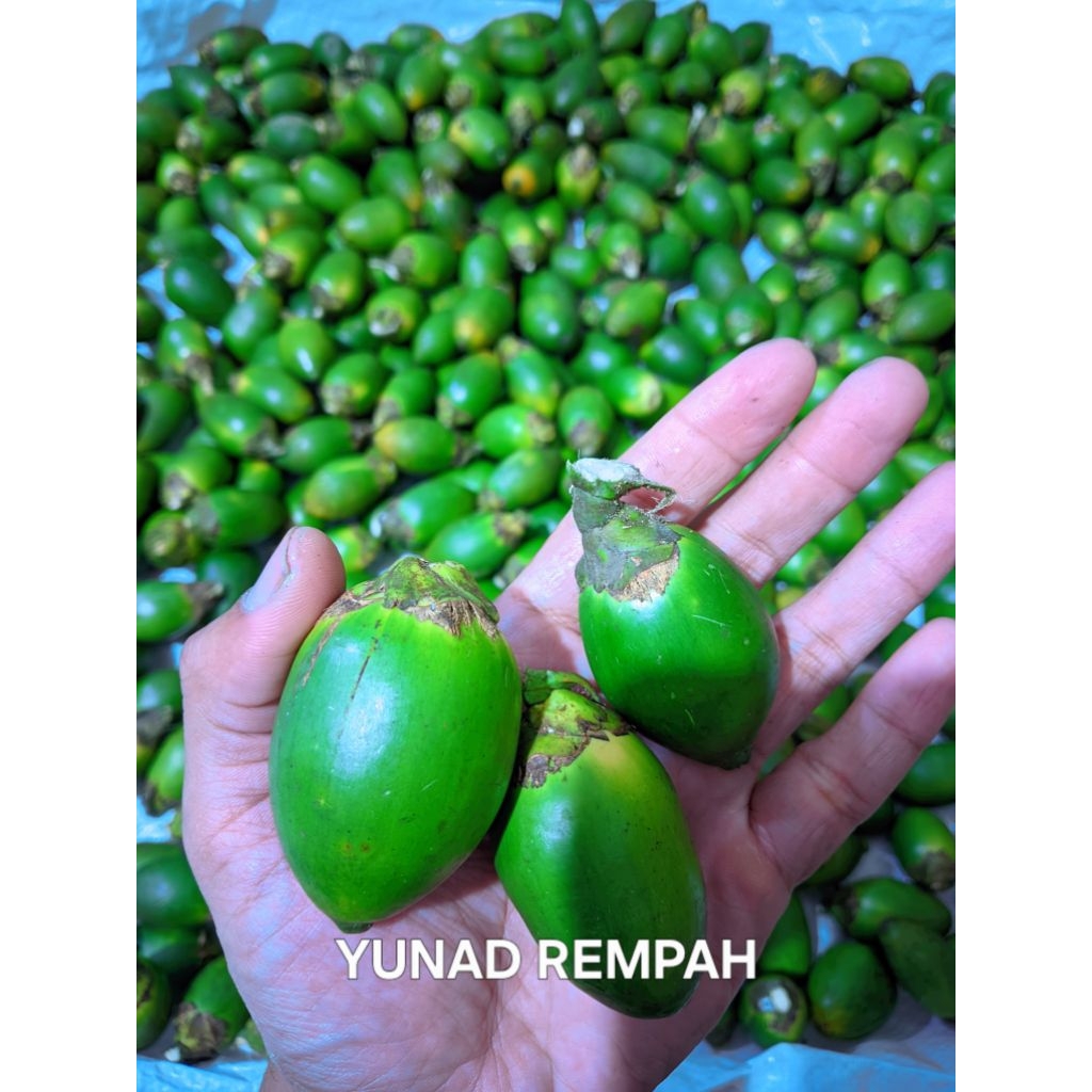 

BUAH PINANG MUDA 1 KG