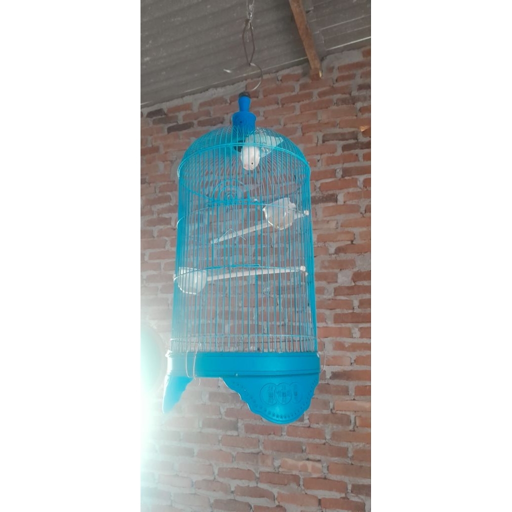 kandang burung lovebird