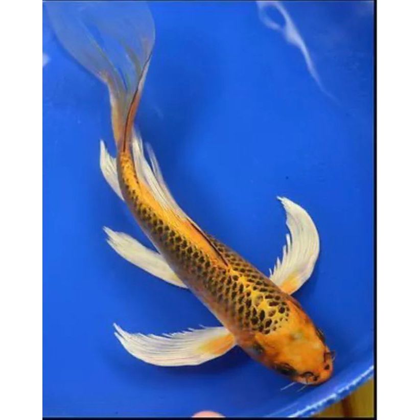 'BIBIT IKAN KOI METALIC SLAYER GRADE A SIZE 8 - 12CM'