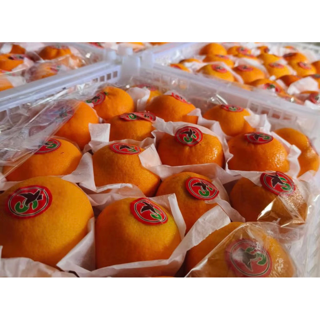 

BUAH JERUK MANDARIN WOKAM 1KG