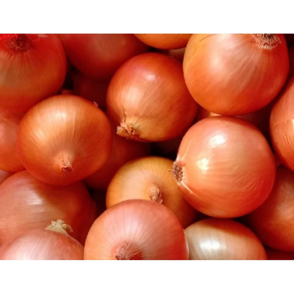 

bawang bombay 1 kilo 30.000