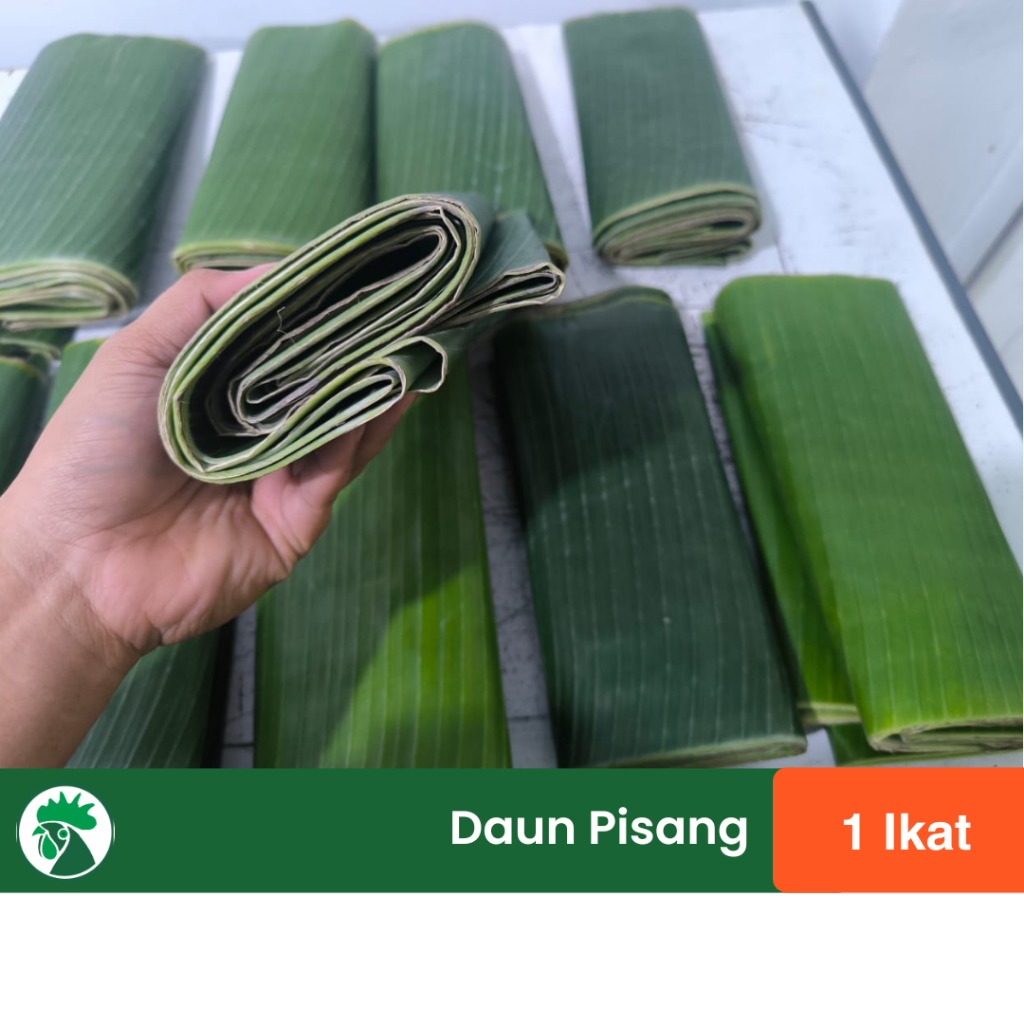 

Daun Pisang 1 Ikat Lipat | Daun Pisang Untuk Bungkus Makanan