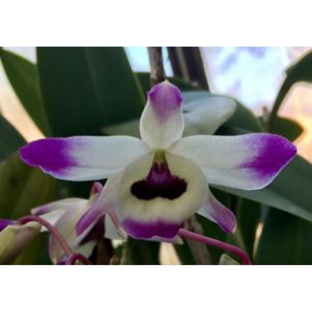 Dendrobium nobile papan bibit bunga anggrek dendro siap bunga bulat species cantik
