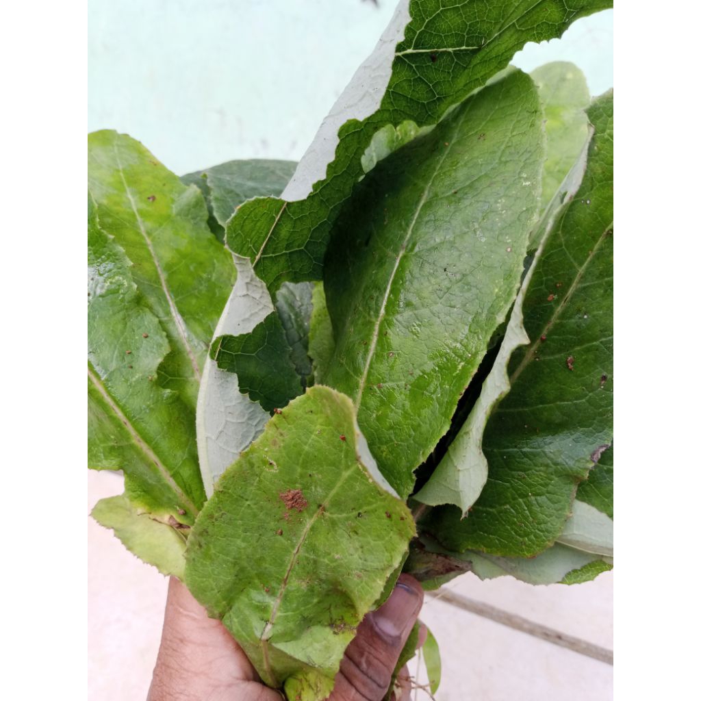 

Daun tempuyung segar 1 kg