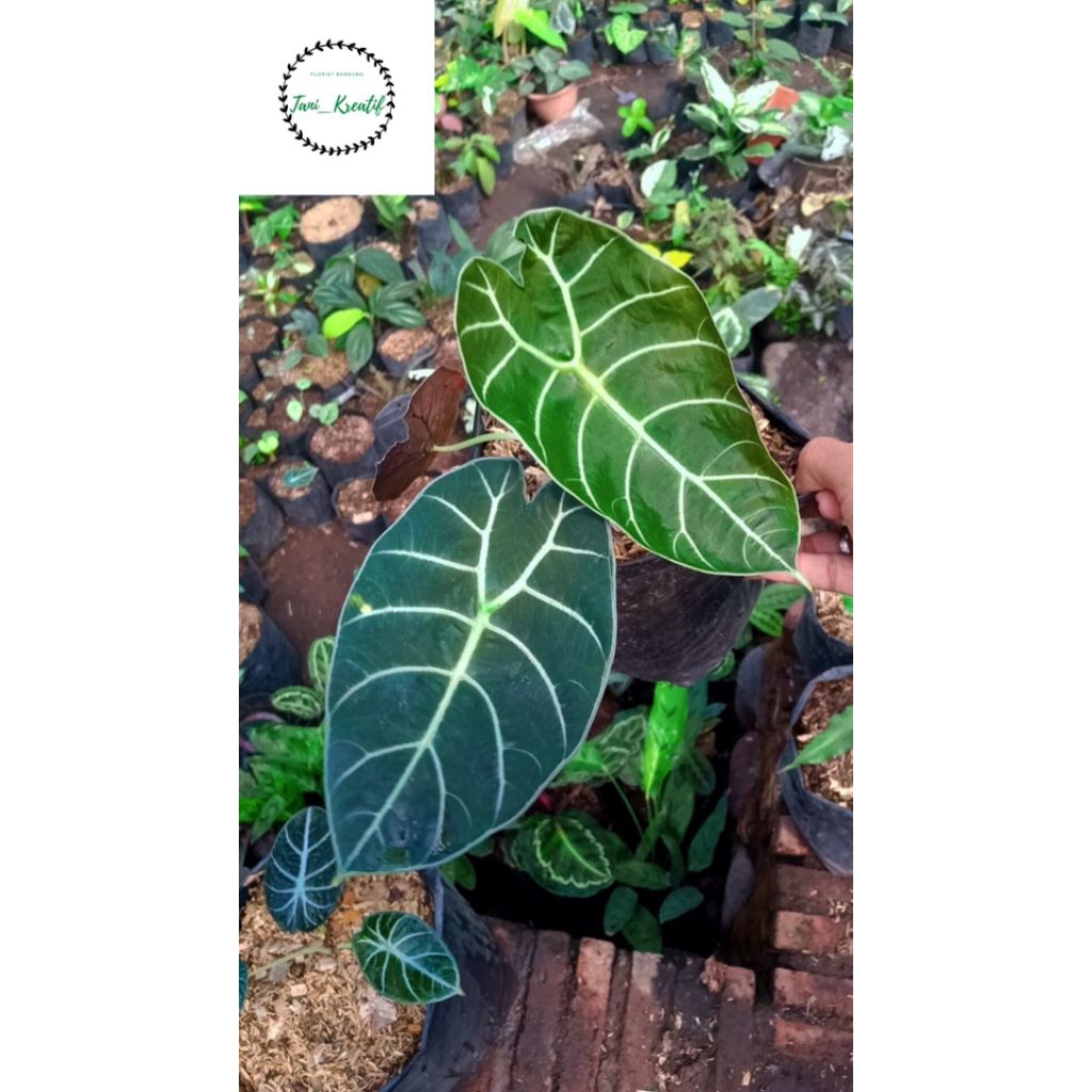 Alocasia Watsoniana