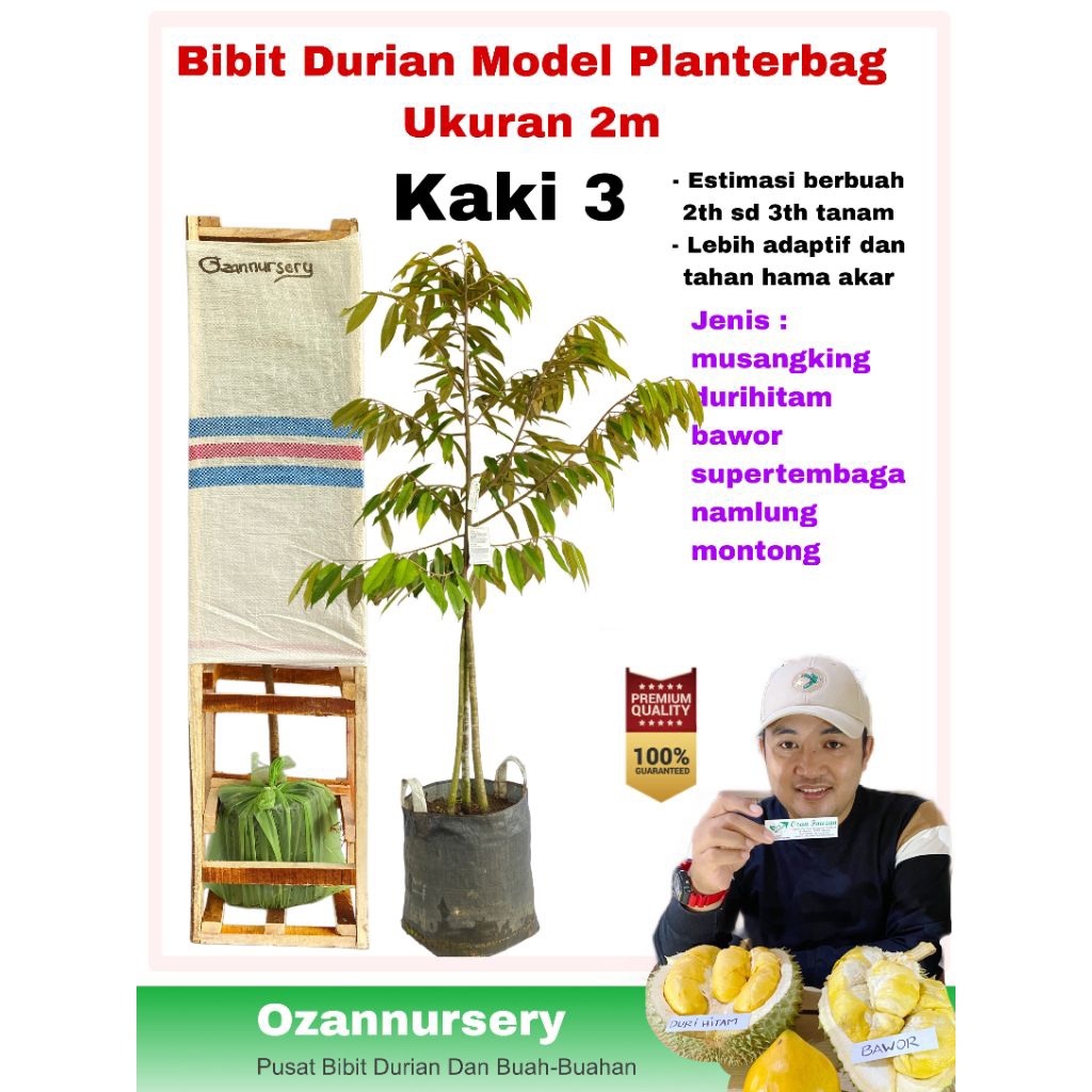 Bibit durian kaki 3 planterbag batang besar ukuran 2meter jenis musangking/bawor/durihitam/montong/s