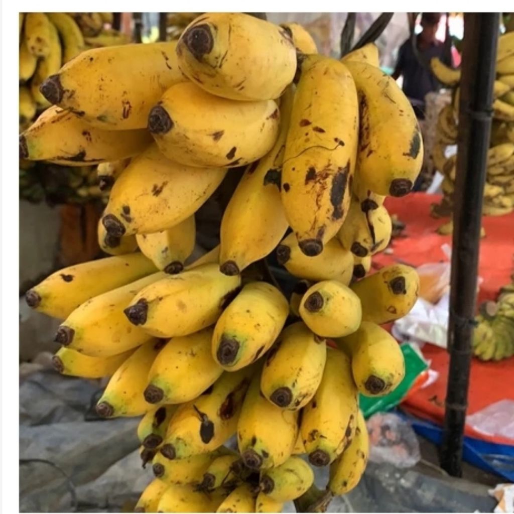 Pisang ULI 1 Tandan Super Besar Khusus Instan