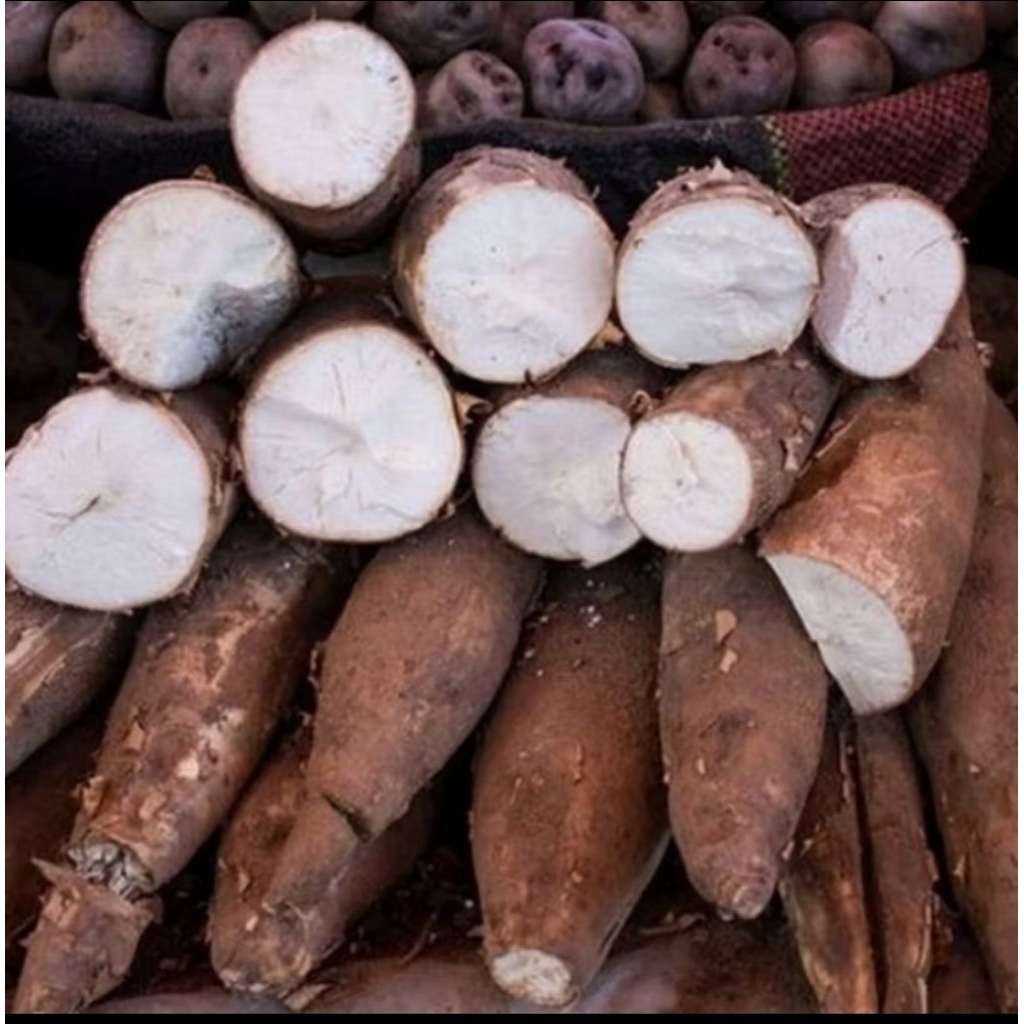 

promo singkong segar 1 kg fresh dari kebun kualitan permium