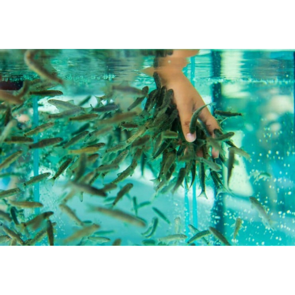 Garra Rufa / Ikan Terapi Kaki Size 3,5Cm