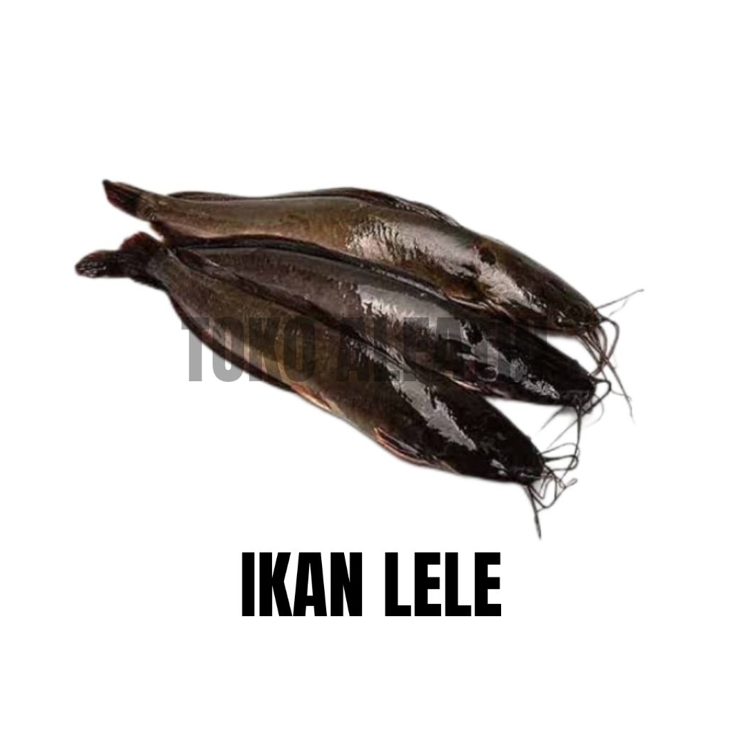 

IKAN LELE UNTUK MASAK