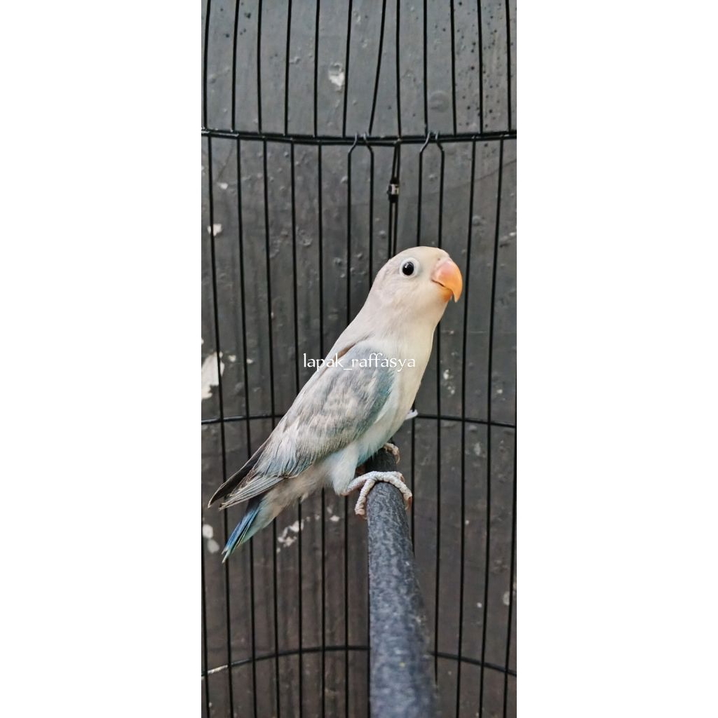 lovebird  biola pale blue/grey euwing