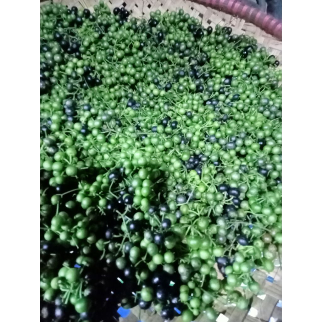 

lenca langsung.petik dari.pohonya.per.1kg