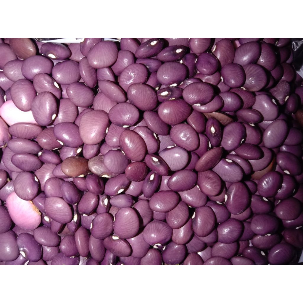 

KACANG KORO ASLI GUNUNGKIDUL KACANG UNGU