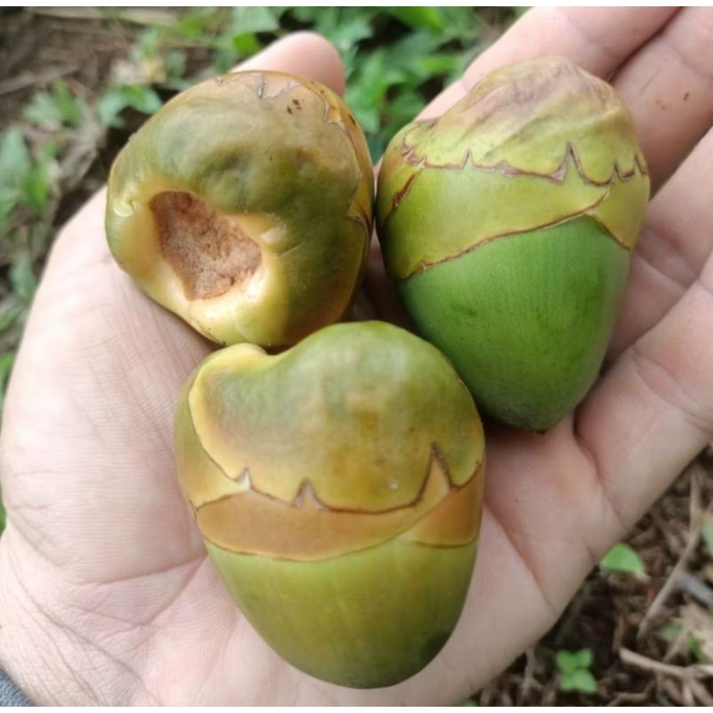 

20 pcs tembuluk / beluluk / buah kelapa