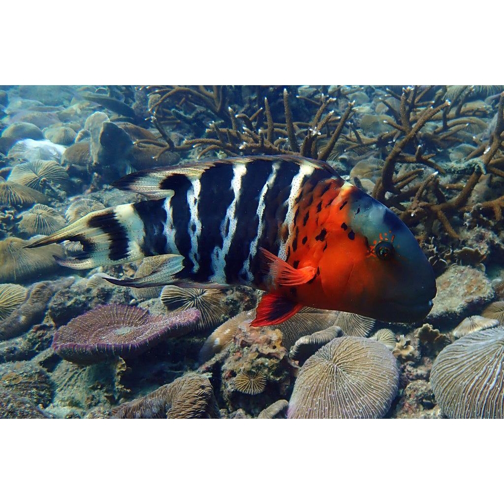IKAN HIAS LAUT RED NAPOLEON WRASSE