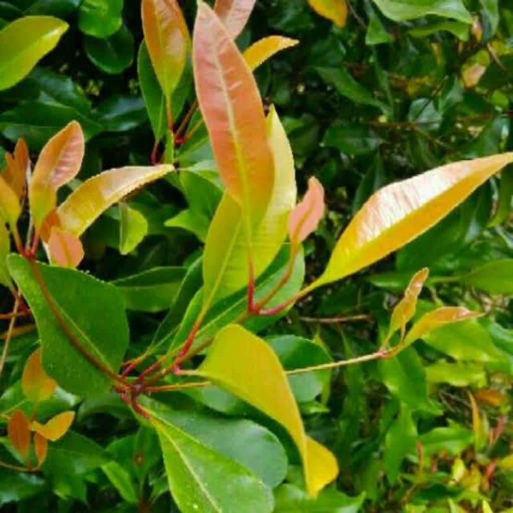 

250gram daun cengkeh segar rempah kaya manfaat untuk kesehatan