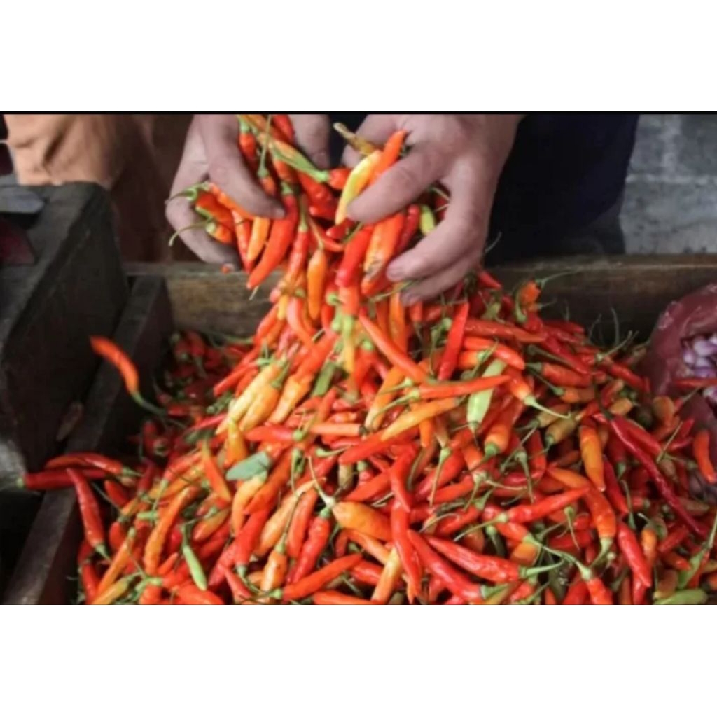 

CABAI RAWIT MERAH PEDAS ORI 212 SEGAR PANEN DADAKAN 1KG