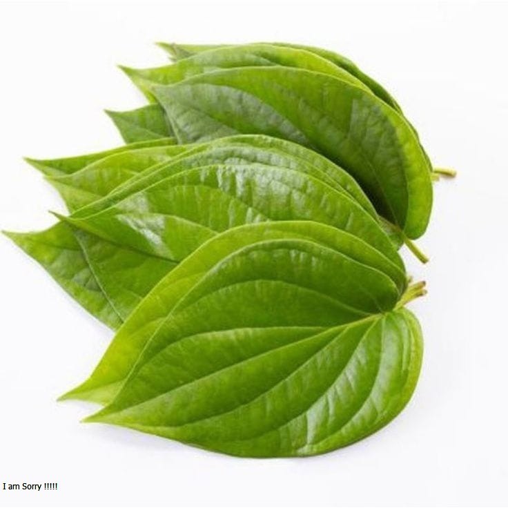 

Terlaris Daun Sirih Hijau Segar Petik Langsung Semarang