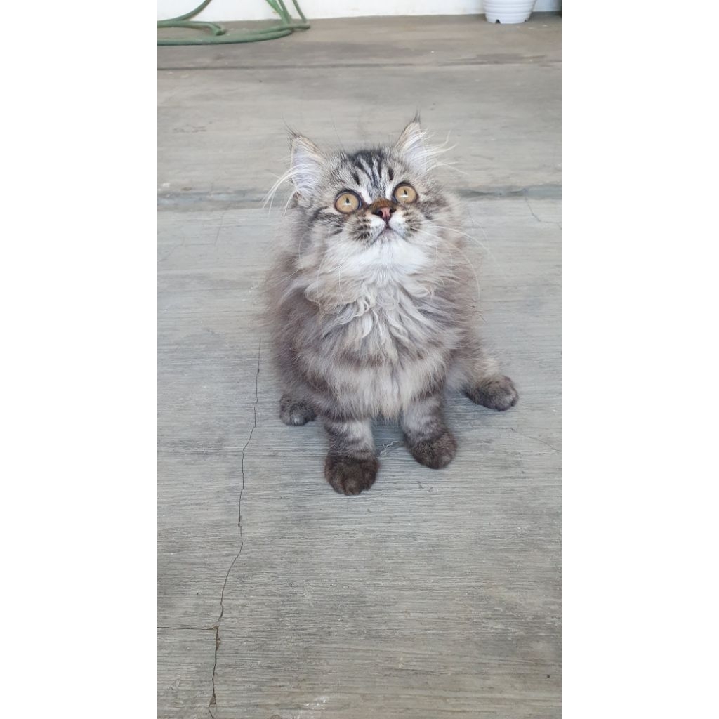 Kucing Persia Anakan Kitten Persian Marble