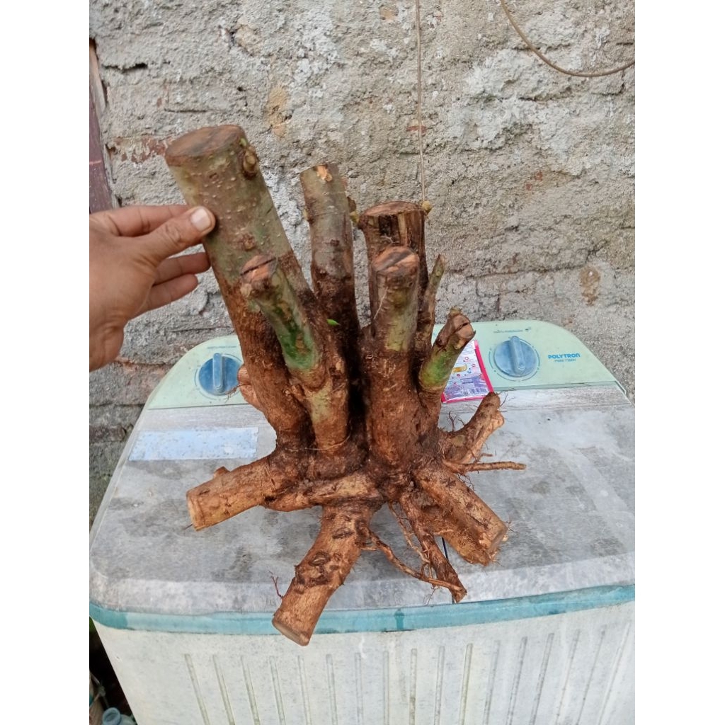 Dongkelan bahan bonsai gulgum gulo gumantung jumbo