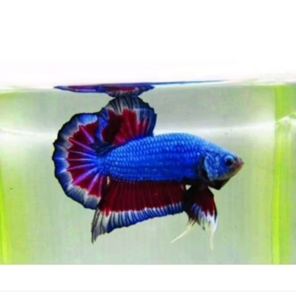 Cupang Plakat Dragon mental Galak