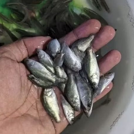 

Kakap putih ayak 5.2